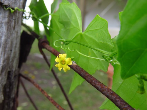 Melothria pendula iNat (3)