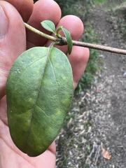 Valeriana clematitis