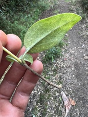 Valeriana clematitis