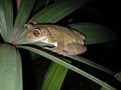 Trachycephalus typhonius