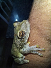 Trachycephalus typhonius