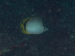 Chaetodon selene