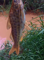 Pimelodus maculatus