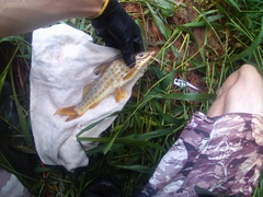 Pimelodus maculatus