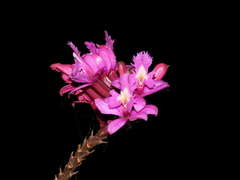 Epidendrum macrocyphum