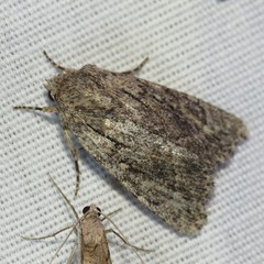 Pseudohadena vulnerea