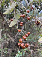 Smilax tomentosa