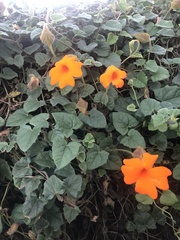 Thunbergia gregorii