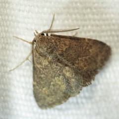 Prosoparia perfuscaria