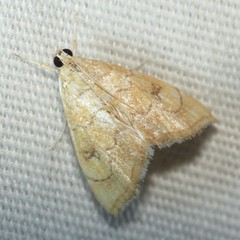 Scybalistodes vermiculalis