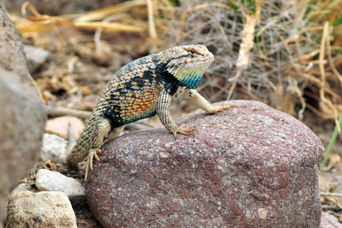 Twin-spotted Spiny Lizard, Sceloporus bimaculosus