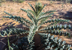 Carduus carlinoides