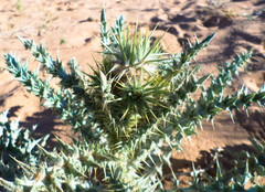 Carduus carlinoides