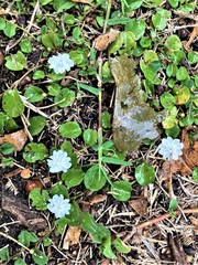 Evolvulus nummularius