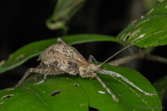 Polycleptidella chilensis