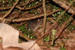 Rattus fuscipes