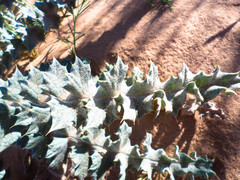 Carduus carlinoides