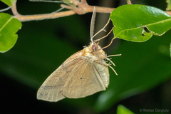Syncirsodes