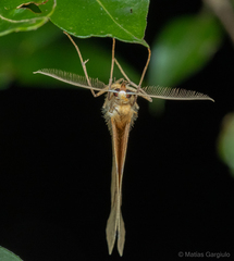 Syncirsodes