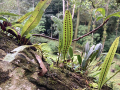 Microgramma percussa