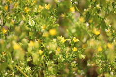 Roepera aurantiaca aurantiaca