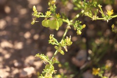 Roepera aurantiaca aurantiaca