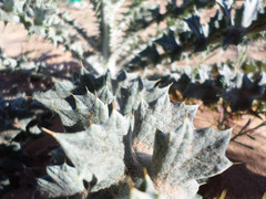 Carduus carlinoides