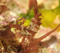 Lebbeus lagunae