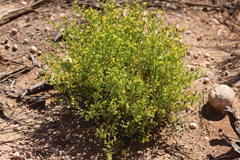 Roepera aurantiaca aurantiaca