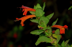 Clinopodium pulchellum