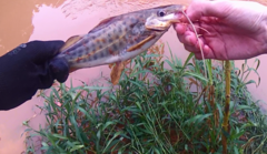 Pimelodus maculatus