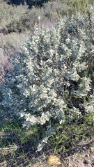 Malacothamnus gracilis