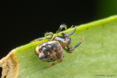 Phoroncidia scutula