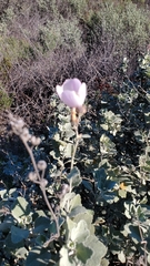 Malacothamnus gracilis