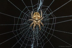 Molinaranea mammifera