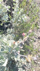 Malacothamnus gracilis