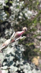 Malacothamnus gracilis