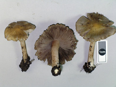 Inocybe horakomyces