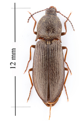 Setasomus aratus