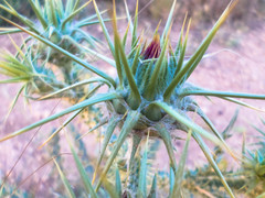 Carduus carlinoides