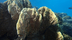 Millepora platyphylla