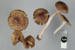 Inocybe leptospermi