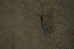 Panorpa multifasciaria