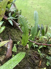 Microgramma percussa