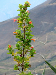 Clinopodium pulchellum
