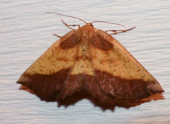 Euchlaena serrata