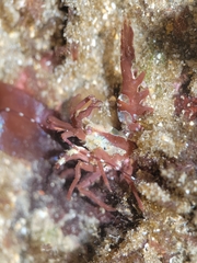Lebbeus lagunae