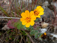 Coreopsis connata