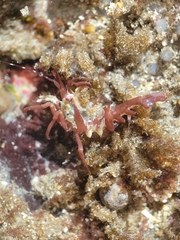 Lebbeus lagunae