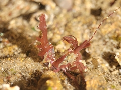 Lebbeus lagunae
